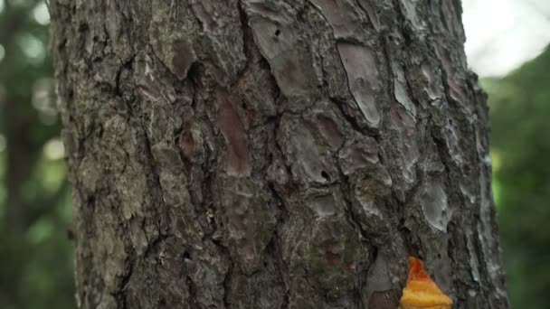 Voorjaarsbloemen. Close-up van de sinaasappelboom paddestoel op boomschors.. Prachtige boom paddestoel op een achtergrond van weelderige lente greens. Veld- en bosplanten. Botanische wandelingen. Ontwakende natuur. — Stockvideo