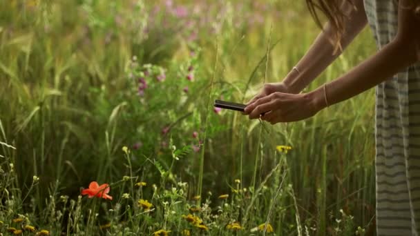 Mädchen im weiß gestreiften Kleid fotografiert mit dem Smartphone rote Mohnblumen auf dem Weizenfeld. Frau mit langen Haaren spaziert durch die schöne Landschaft. Goldenes Licht in idyllischer Landschaft. Frühling. Sommer. — Stockvideo