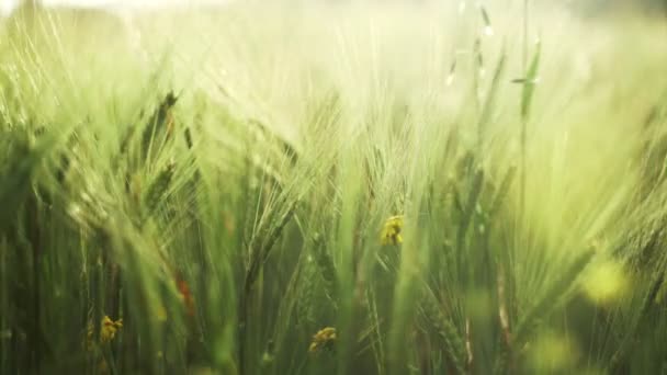 Campo primaverile. Primo piano delle spighe di grano. Bellissimo campo di segale in luce dorata. Piante da campo e forestali. Passeggiate botaniche. Risvegliare la natura. Le orecchie di grano ondeggiano nel vento. Raccolta primaverile . — Video Stock