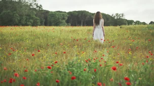 Κορίτσι σε λευκό ριγέ φόρεμα περπατά μέσα από το χωράφι με το σιτάρι με κόκκινα παπαρούνες. Μακριά μαλλιά γυναίκα περπατά γύρω από την όμορφη ύπαιθρο. Χρυσό φως σε ειδυλλιακό τοπίο. Σπρινγκ Φιλντ. Καλοκαιρινό λουλούδι Ηρεμία — Αρχείο Βίντεο