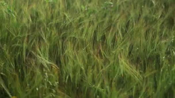 Campo primaverile. Primo piano delle spighe di grano. Bellissimo campo di segale in luce dorata. Piante da campo e forestali. Passeggiate botaniche. Risvegliare la natura. Le orecchie di grano ondeggiano nel vento. Raccolta primaverile . — Video Stock