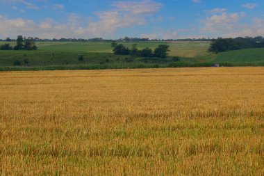 Tanesi temizlendikten sonra alan.