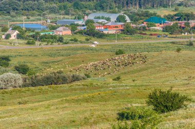 Koyun ile kırsal manzara.