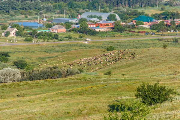 Koyun ile kırsal manzara.
