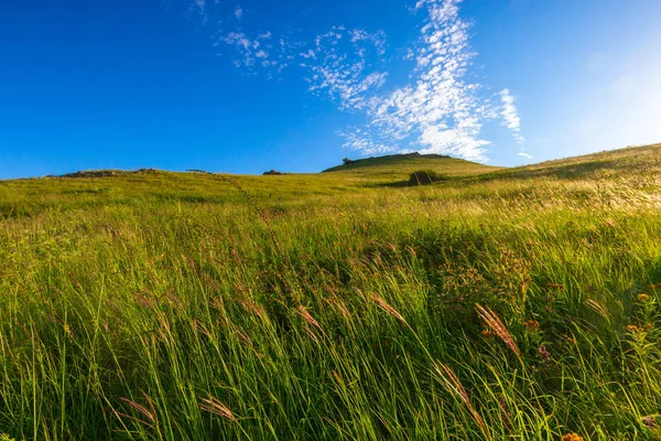 Tepenin yamacında bir çim kaplı.