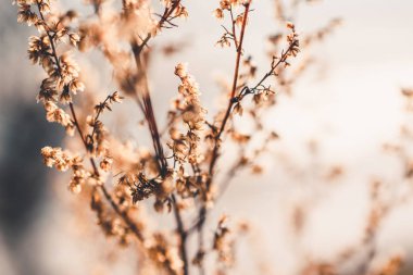 Baharda kuru çimenler. Makro fotoğraf. Doğada bahar güneşli bir gün..