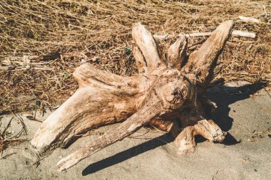 Kuma yapış. Yaklaş.