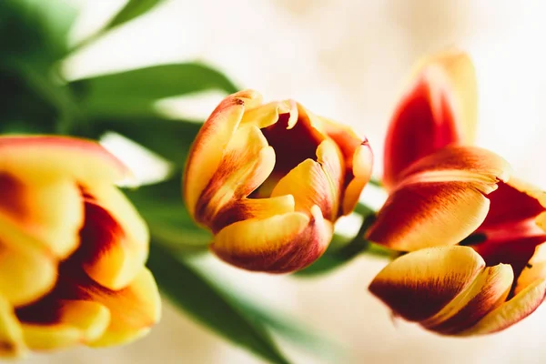 Rot Gelbe Tulpen Aus Nächster Nähe Feiertagsstrauß Feier Zum März — Stockfoto