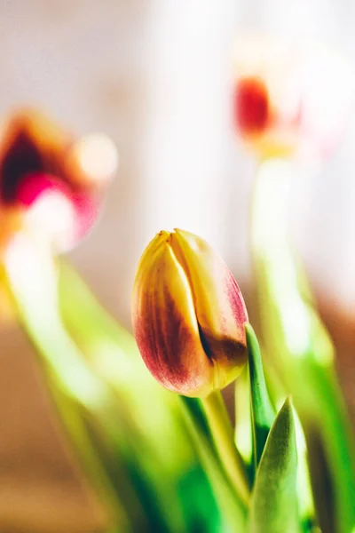 Rot Gelbe Tulpen Aus Nächster Nähe Feiertagsstrauß Feier Zum März — Stockfoto