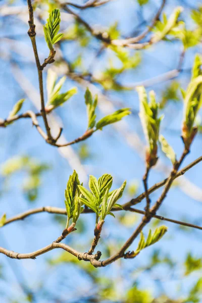 Blossoming leaves on a branch in spring. Green young leaves. Spring time