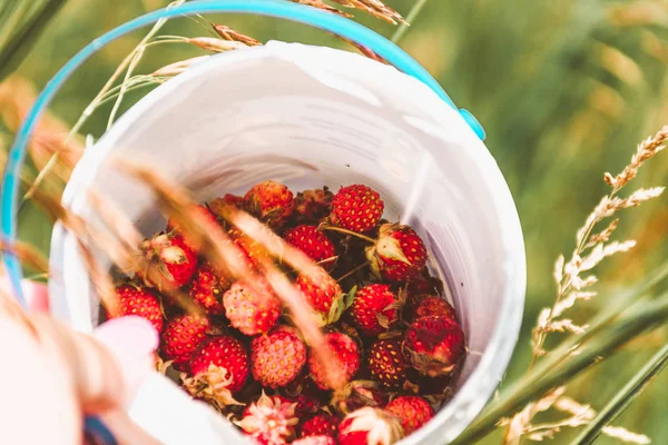 딸기를 수확하는 양동이에 산딸기 — 스톡 사진