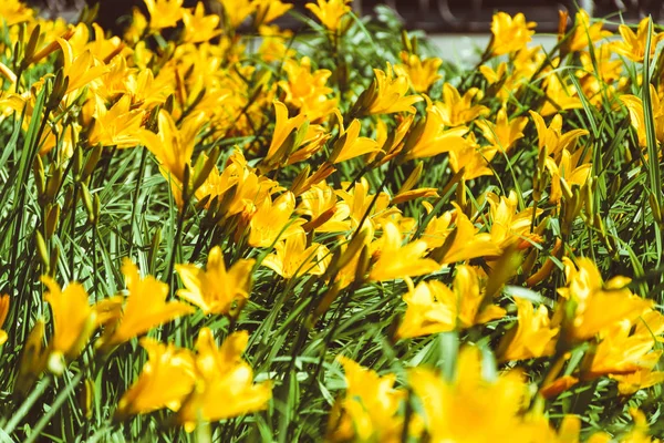 Letni Krajobraz Żółtymi Kwiatami Bliska — Zdjęcie stockowe