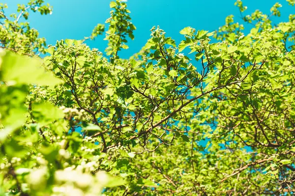 Grünes Laub Gegen Den Blauen Himmel Sommersonniger Tag — Stockfoto
