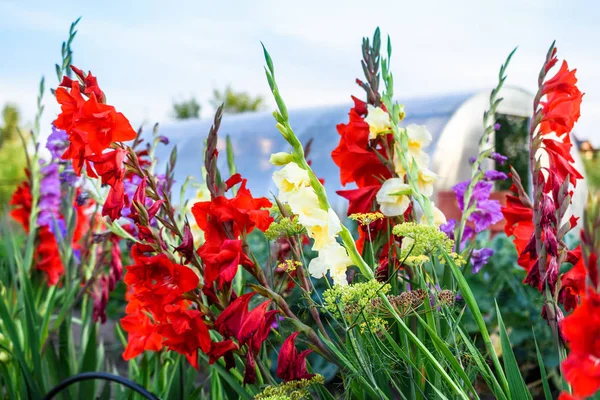 Gladiolus flowers of different colors. Flowers on background of blue sky.