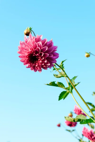 Pink Dahlia Flower Against Blue Sky