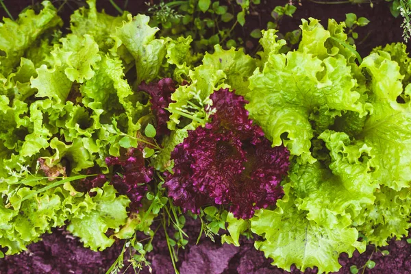 绿叶和紫色生菜特写 花园里长着的莴苣 图库图片