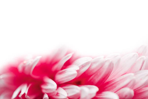 Petals Pink Flower White Background Place Text Stock Image
