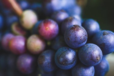 Olgun üzümler yakınlaşır. Kulübeden hasat edin. Mavi üzümler.