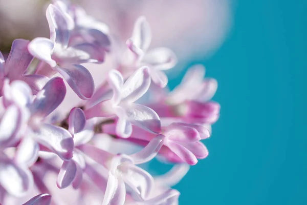 Lilac flowers close-up on a blue background — Stock Photo, Image