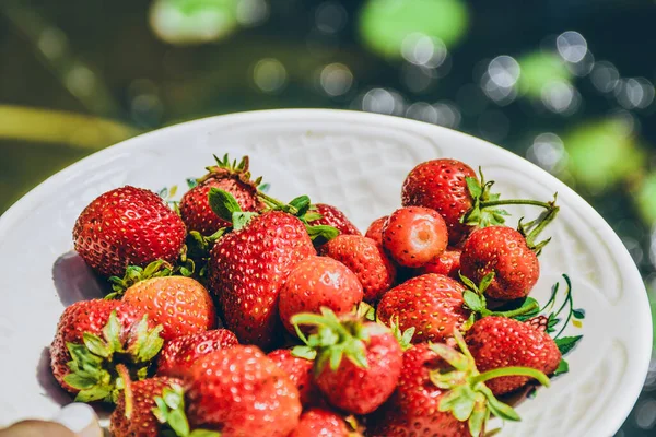 시골 정원 이 있는 딸기를 접시에 얹는다. 건강 식품. 수확하기. — 스톡 사진