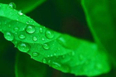 Bir damla suyla ayrılır. Yağmurdan sonra. Yakın plan. Yapraklı yeşil arkaplan.