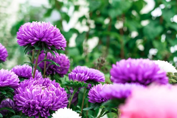 乡村花园的紫色花朵 阿斯特 植物背景 图库图片