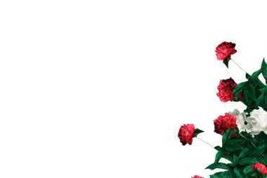 Beyaz arka planda pembe ve beyaz şakayıklar. Metin için yer.