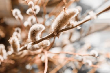 Yumuşak bir söğüt dalı. Yakın plan. Bahar geldi..