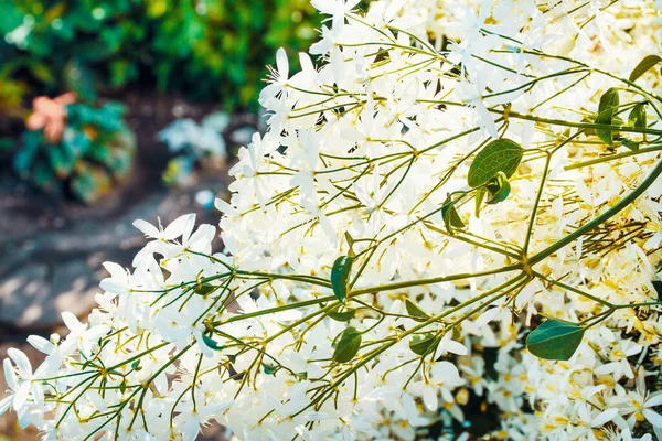 Цветущие Кусты Клематис Ароматные Белые Цветы Лицензионные Стоковые Фото