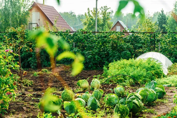 在一个避暑别墅里种卷心菜 乡村的夏日 健康食品 夏季风景 图库照片