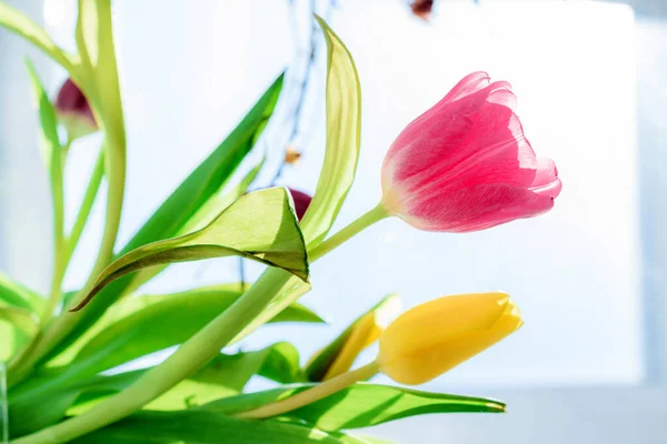 ピンクと黄色のチューリップの花束 春の晴れた日 女性の日を祝う3月8日 — ストック写真