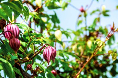 Mor klematis tomurcukları. Çiçekli yaz manzarası. Doğada güneşli bir yaz günü.