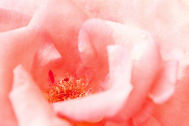 Pembe bir gülü yakından çek. Pembe yapraklar. Çiçek arka planı.