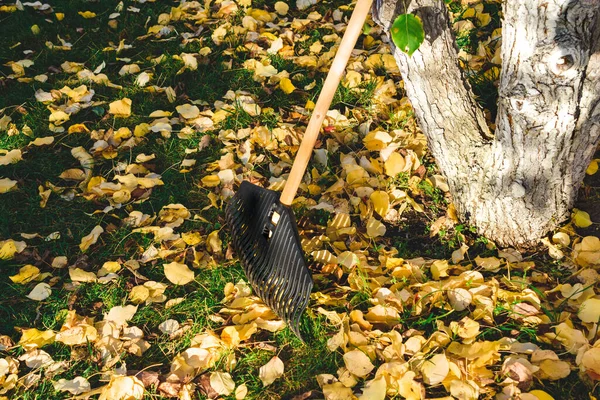 Tırmık Sarı Yapraklar Yaprak Temizleme — Stok fotoğraf