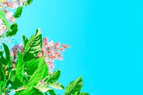 Arbusto Lilás Com Uma Borboleta Branca Fundo Céu Azul Lugar — Fotografia de Stock