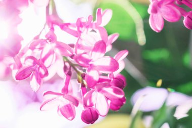 Leylak dalı. Bahar leylak çiçekleri. Yakın plan..