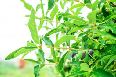 Mavi ve yeşil meyveli hanımeli çalısı.