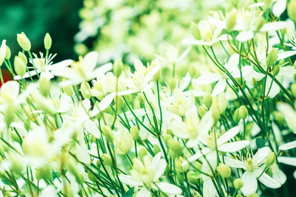 Белый Душистый Цветок Клематиса Цветочный Фон — стоковое фото