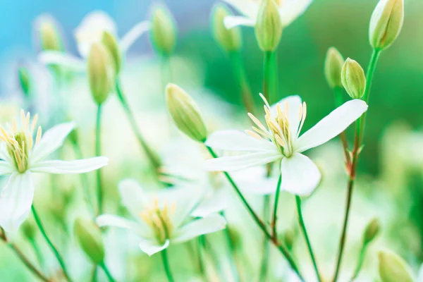 Белый Душистый Цветок Клематиса Цветочный Фон — стоковое фото