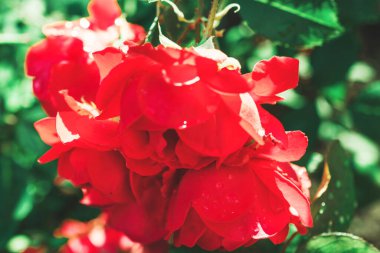 Çiçek açan kırmızı gül. Makro fotoğraf.