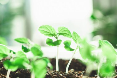 Evde bitki yetiştirmek. Bahar ekimi. Yeşil bitkiler. Ev bahçesi.