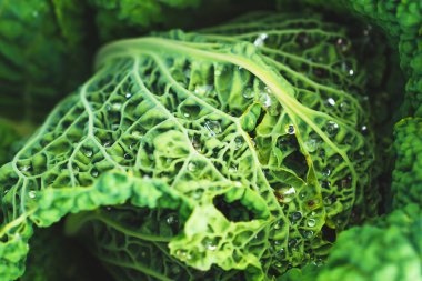 Yeşil lahana ve su damlalarının Macro fotoğrafı. Lahana dokusu. Sağlıklı yemek..