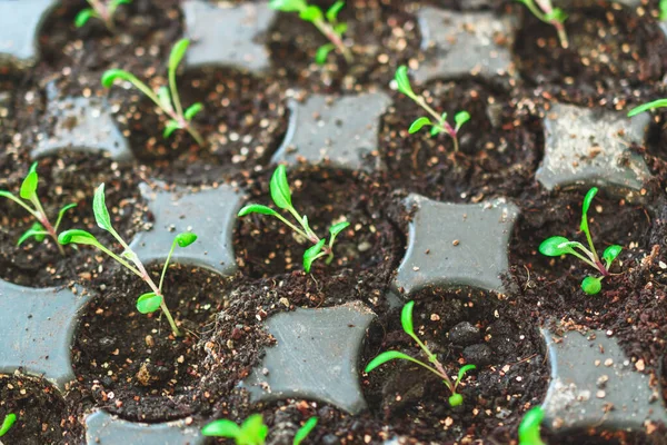 Small Green Plants Tray Earth Spring Seedlings Green Leaves — Stock Photo, Image