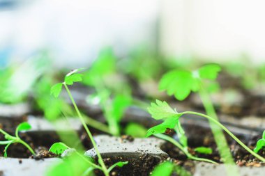 Toprağın altında yeşil fidanlar. Büyüyen bitkiler.