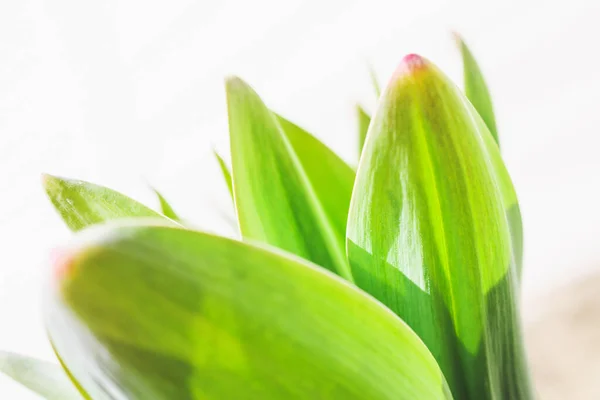 Groene Bladeren Van Knoflook Close Een Witte Achtergrond — Stockfoto