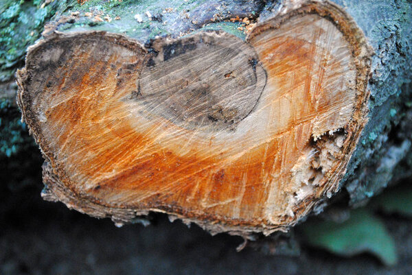 cutted tree, close up view.