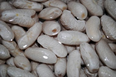 White beans soaked in water before cooking, closeup