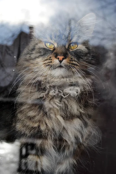 Gros Plan Gros Chat Moelleux Assis Près Fenêtre Regardant Rue — Photo