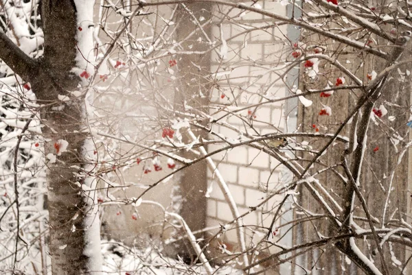 Теплый Зимний Пейзаж Вибурнум Снегу Синица Заднем Плане Символ Украины — стоковое фото