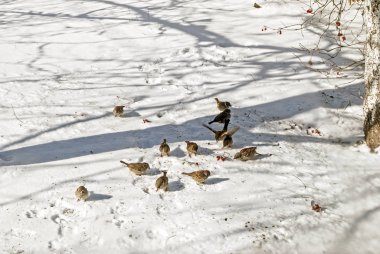 Kışın karda serçe sürüsü. Kışın kuşları besle..